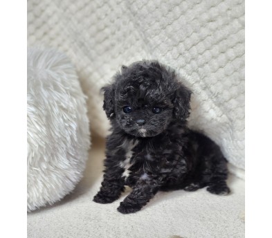 실버토이푸들 분양합니다